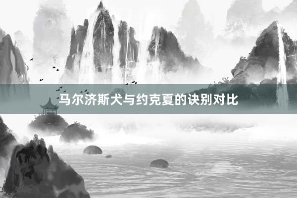 马尔济斯犬与约克夏的诀别对比